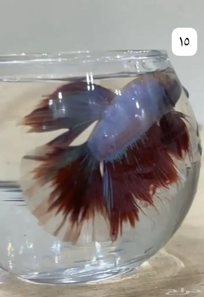 سمك فايتر اسعار جمله لي اصحاب الكميه 0