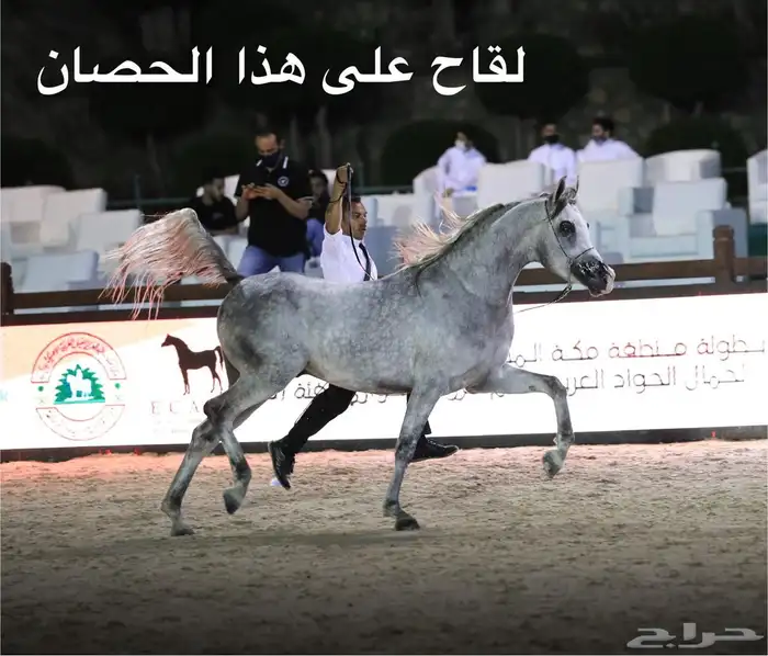 فرس واهو مكس (مبيوعه) 4