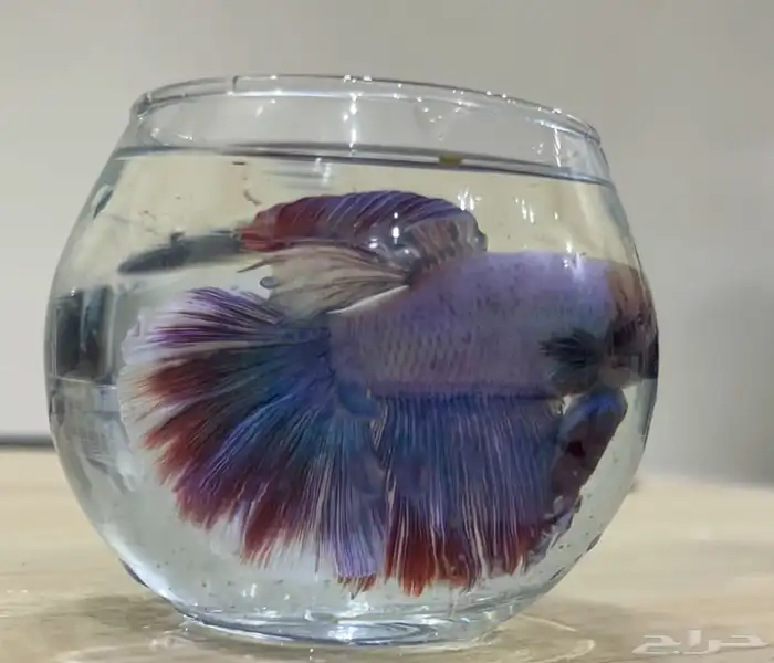 سمك فايتر اسعار جمله لي اصحاب الكميه 1