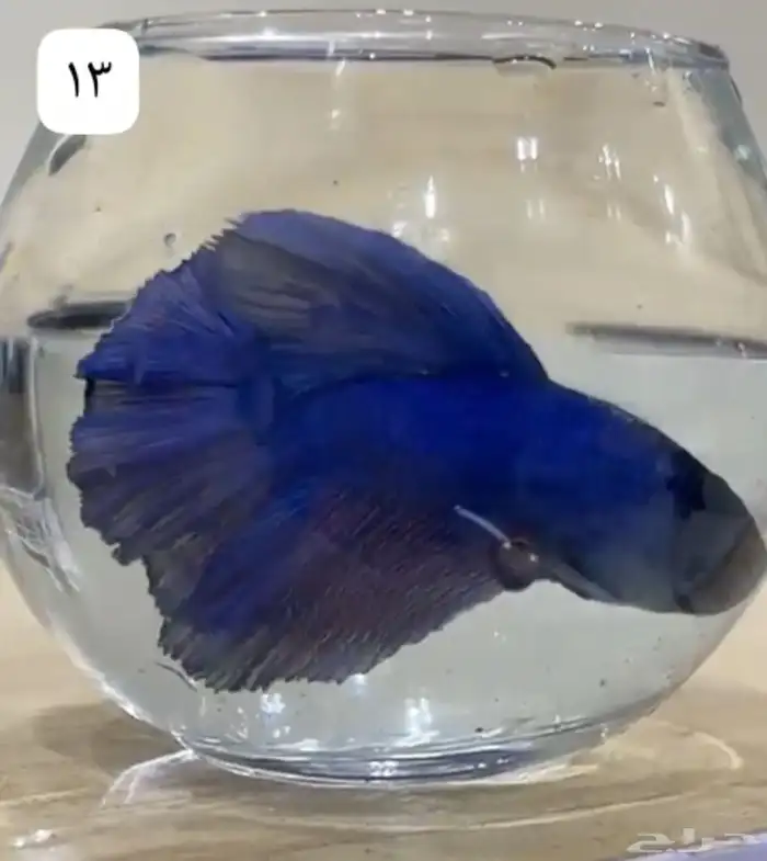سمك فايتر اسعار جمله لي اصحاب الكميه 3