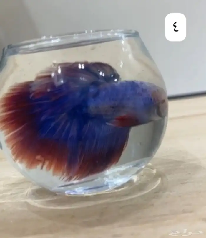 سمك فايتر اسعار جمله لي اصحاب الكميه 5