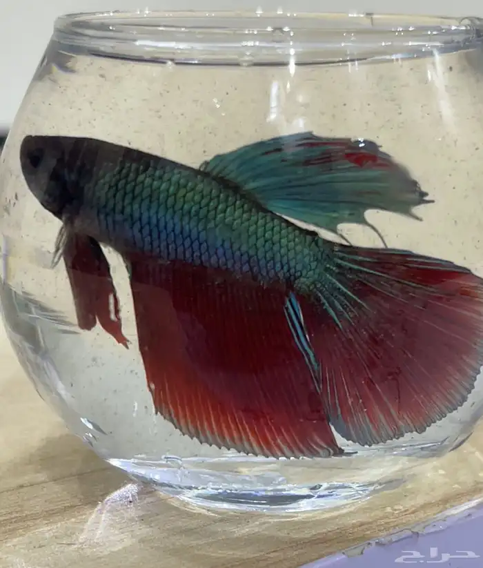 سمك فايتر اسعار جمله لي اصحاب الكميه 6