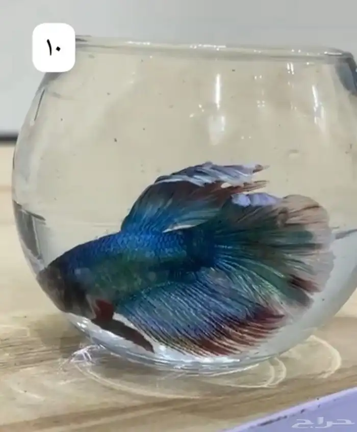 سمك فايتر اسعار جمله لي اصحاب الكميه 2
