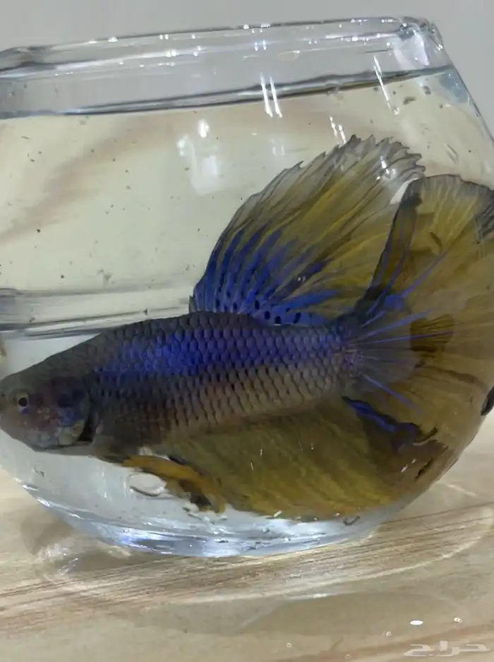 سمك فايتر اسعار جمله لي اصحاب الكميه 7
