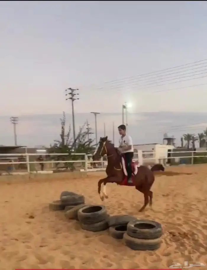 نادي عز للفروسية 0