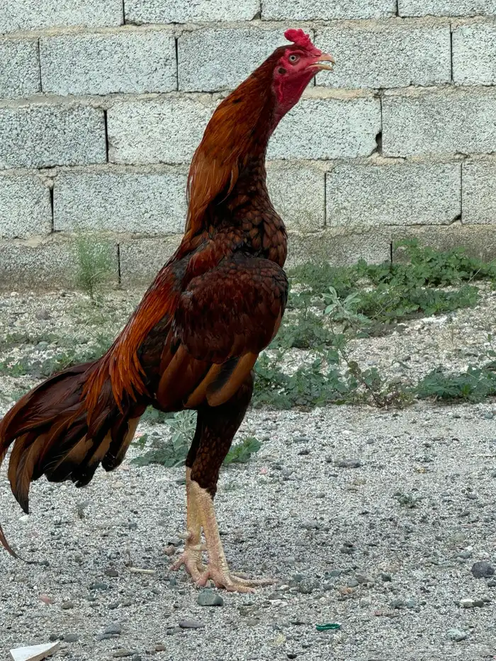 سندي بيور صافي ( فروخ ) 10