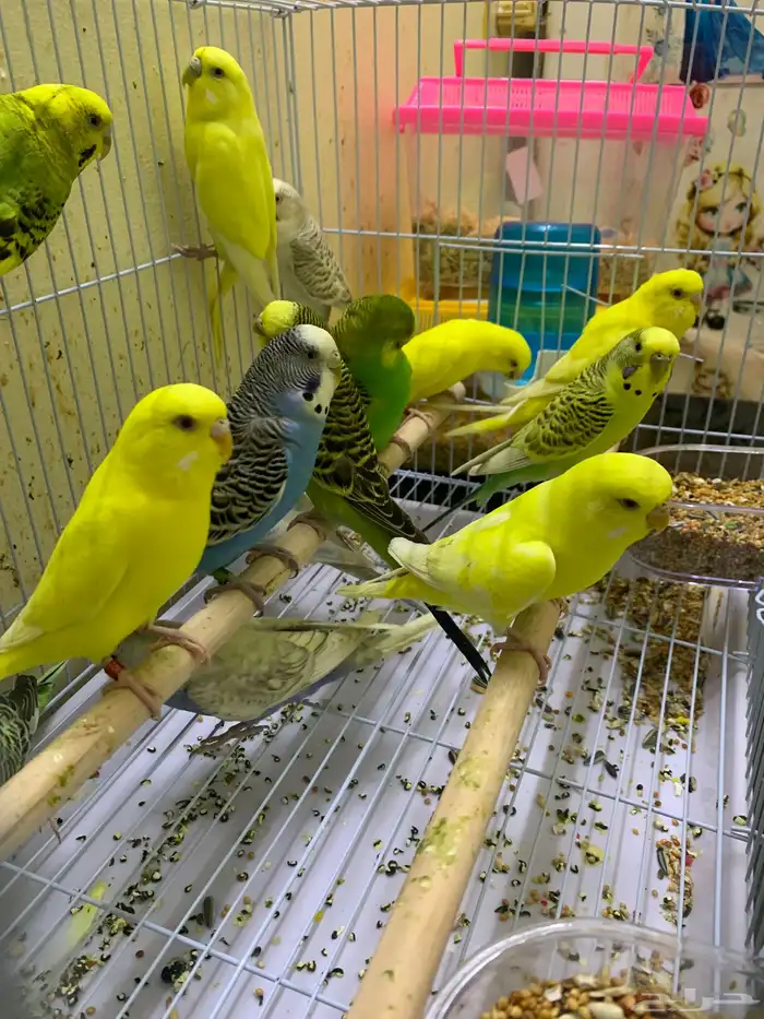 اناثي بادجي جاهزه للأنتاج ( تم البيع ) 1