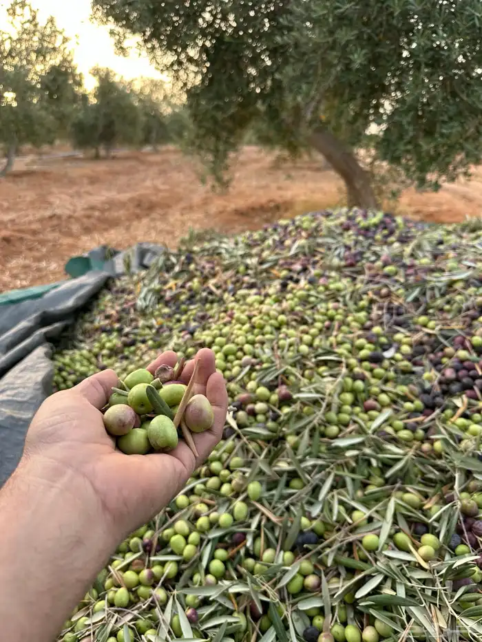 زيت زيتون انتاج شخصي وزعتر حق هذي السنة كثافة عالية 0