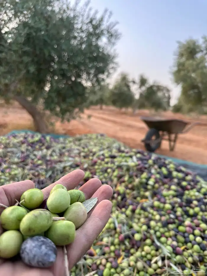 زيت زيتون انتاج شخصي وزعتر حق هذي السنة كثافة عالية 2