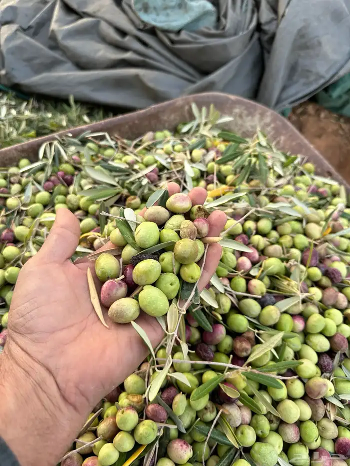 زيت زيتون انتاج شخصي وزعتر حق هذي السنة كثافة عالية 3