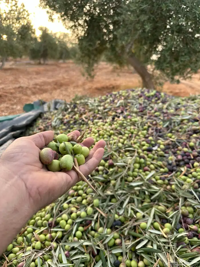 زيت زيتون انتاج شخصي وزعتر حق هذي السنة كثافة عالية 1