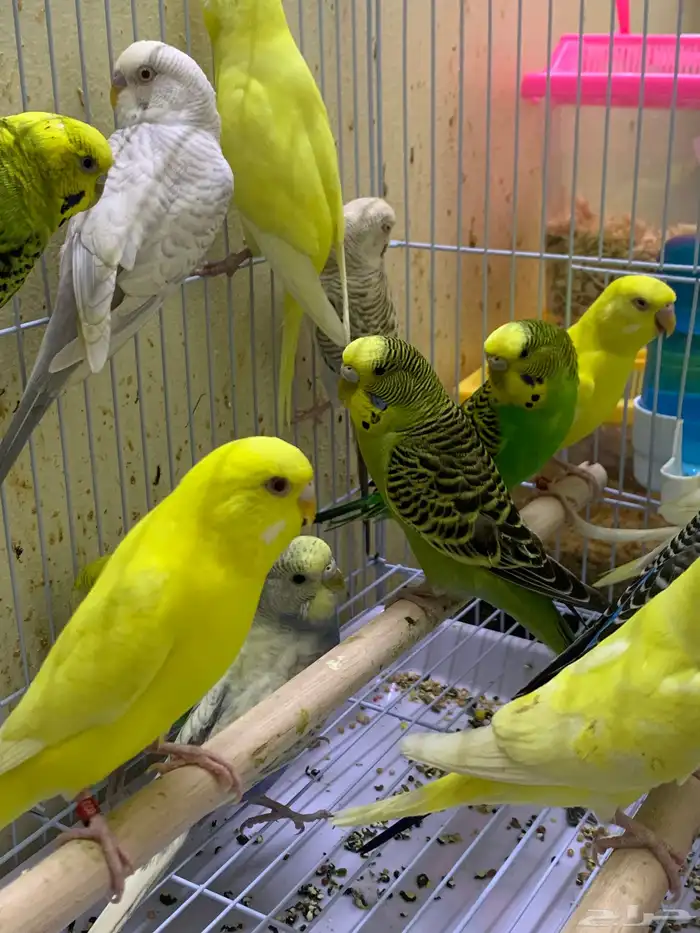 اناثي بادجي جاهزه للأنتاج ( تم البيع ) 2