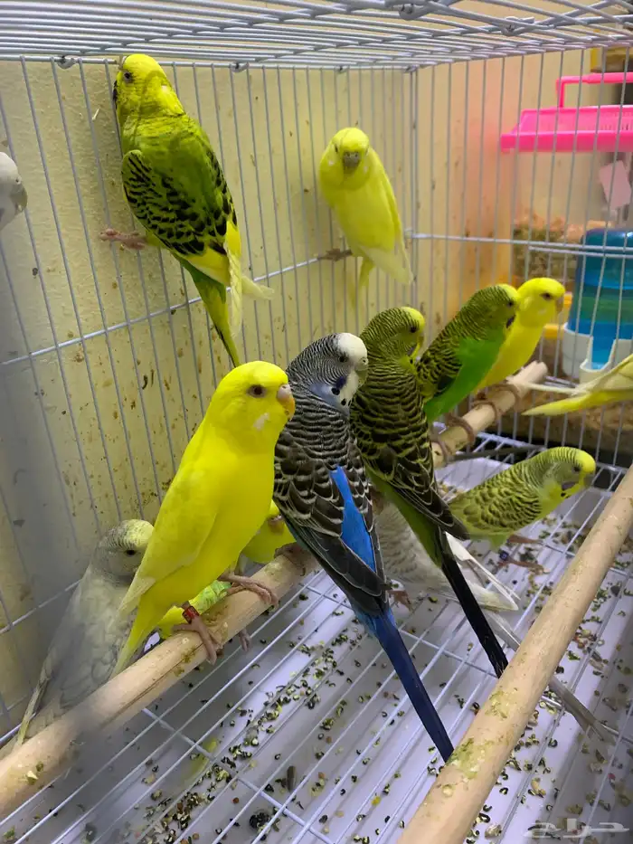 اناثي بادجي جاهزه للأنتاج ( تم البيع ) 0