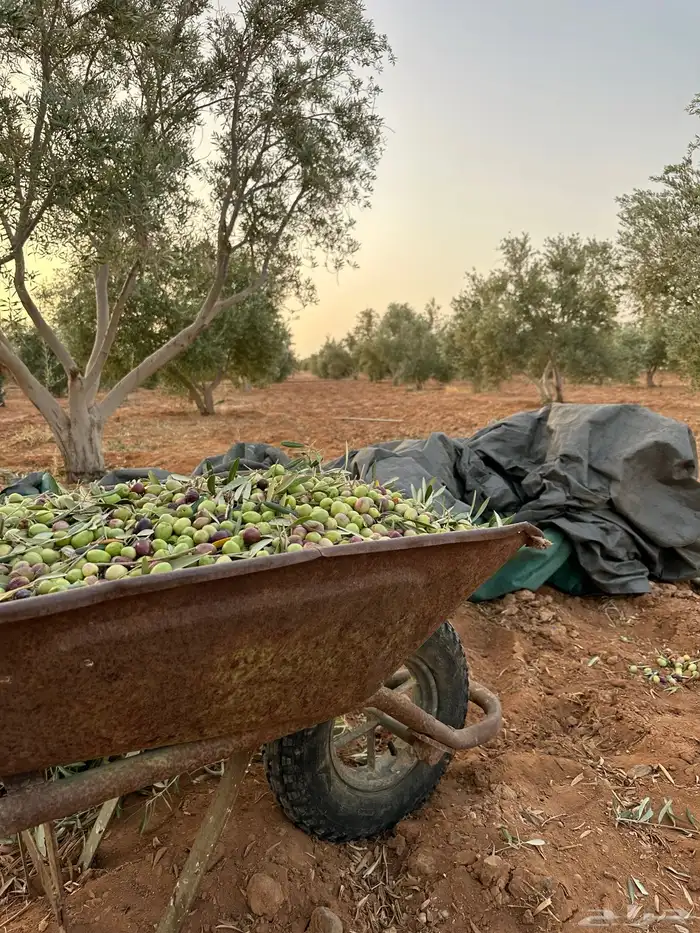 زيت زيتون انتاج شخصي وزعتر حق هذي السنة كثافة عالية 4