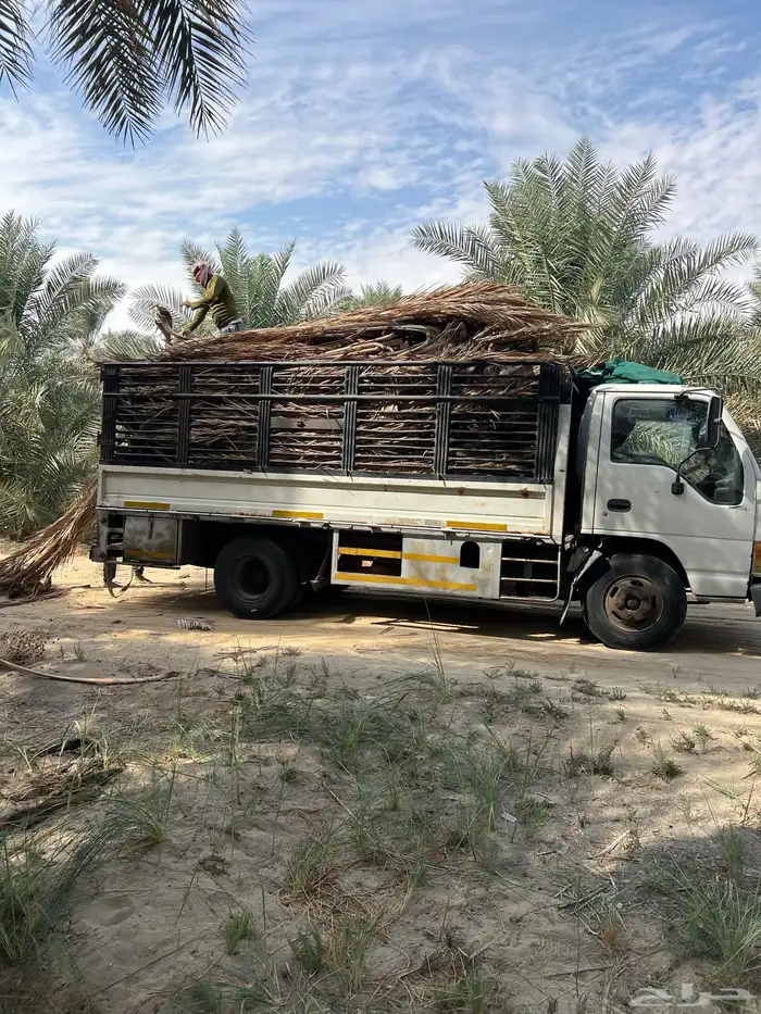 سعف نخل بأرخص الاسعار 2