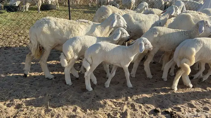 غنم خلفات 2