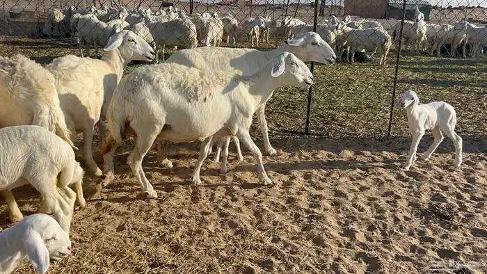 غنم خلفات 5