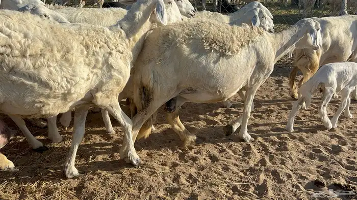 غنم خلفات 6