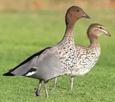 نوادر البط بط الخشب الاسترالي 0