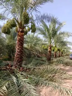 ابو عدنان التوريد جميع انواع انخيل التواصل مع 3