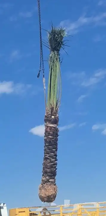 نخل للبيع جده مكه المكرمه الطايف 6