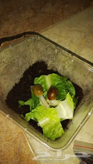 حلزونات للبيع وسط وكبير 0