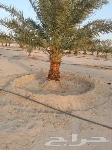 مقول نخل عربي وشنطني وصينة مزراع 5