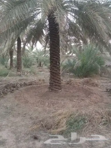 مقول نخل عربي وشنطني وصينة مزراع 4