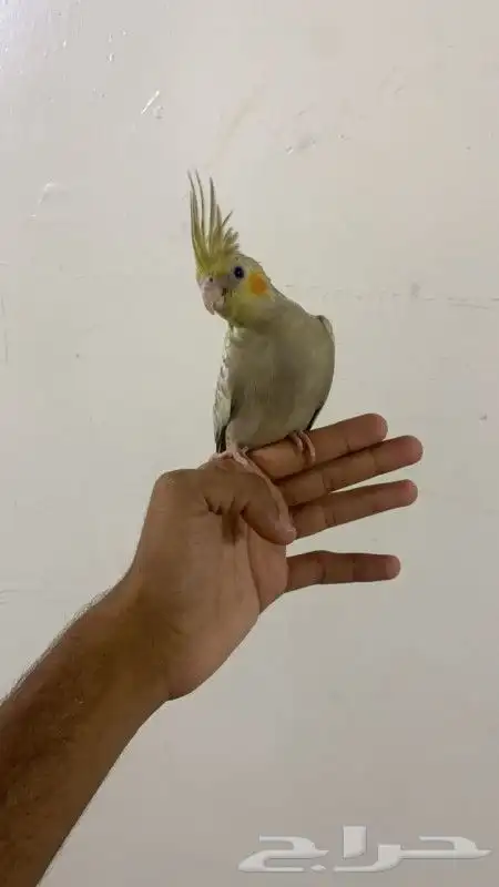 كروان اليف و هدد نشبه نشبه 1