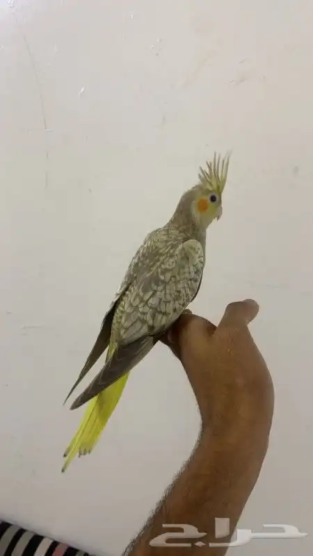 كروان اليف و هدد نشبه نشبه 2
