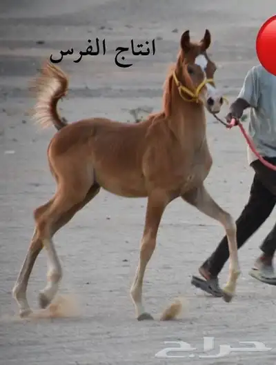 فرس واهو مكس (مبيوعه) 3