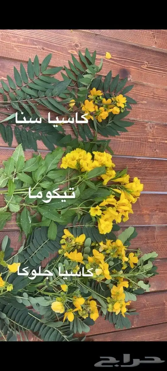 شتلات اكاسيا جلوكا 9