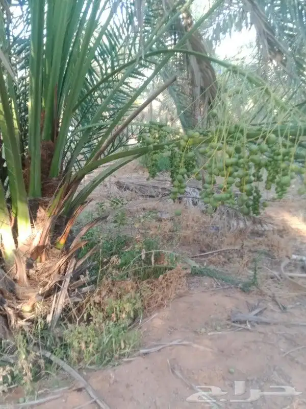 نخل وحثايث القصيم 1
