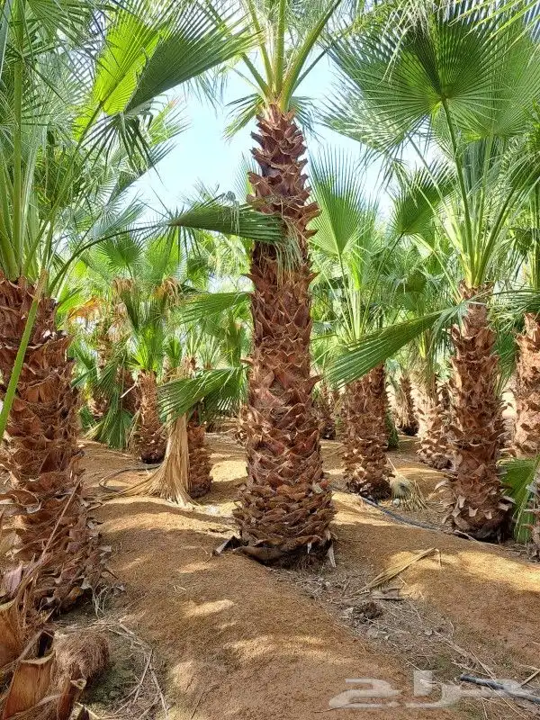 يوجد نخل واشنطن زينه امريكي 2