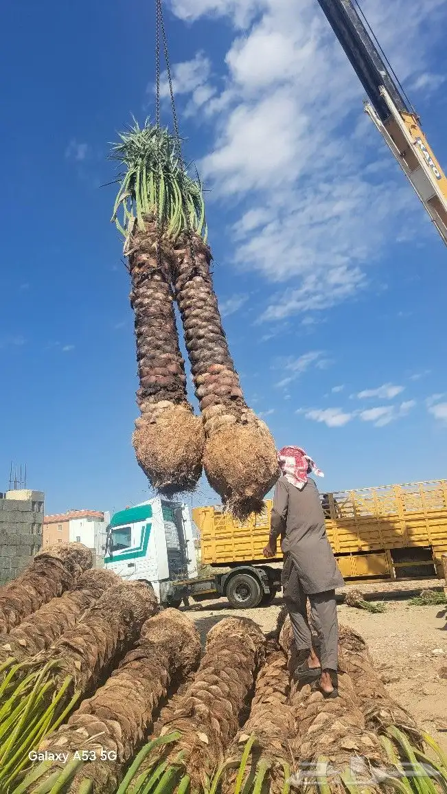 نخل للبيع جده مكه المكرمه الطايف 5