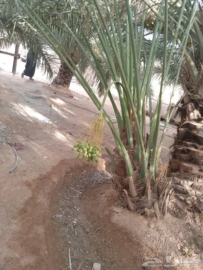 ابو عدنان التوريد جميع انواع انخيل التواصل مع 6