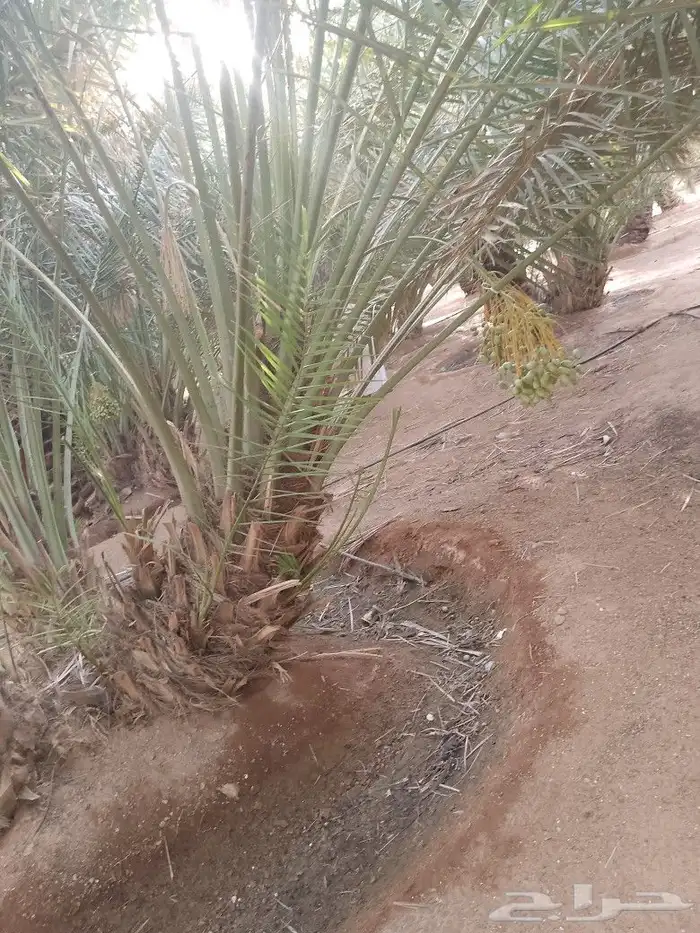 ابو عدنان التوريد جميع انواع انخيل التواصل مع 9