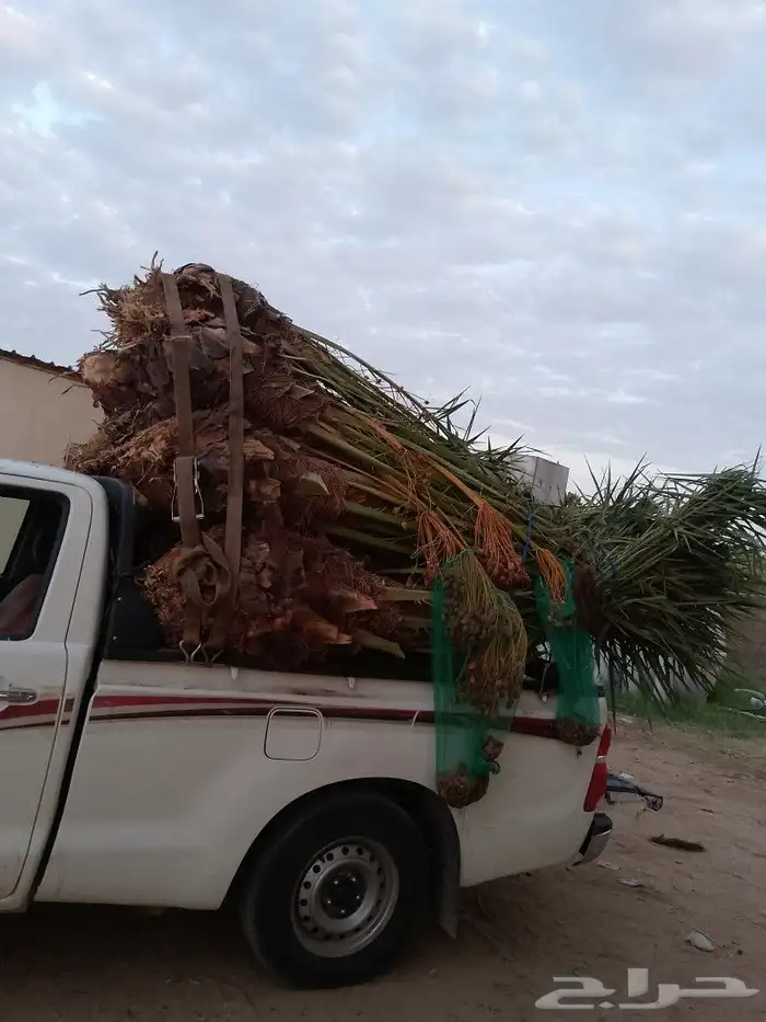 ابو عدنان التوريد جميع انواع انخيل التواصل مع 5