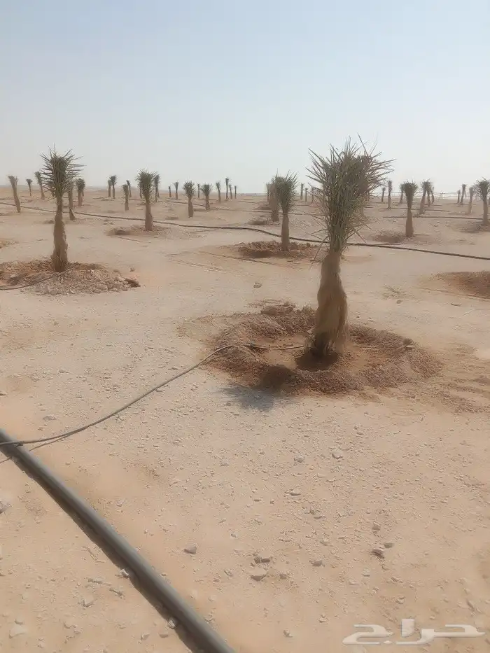 مقول نخل عربي وشنطني وصينة مزراع 6