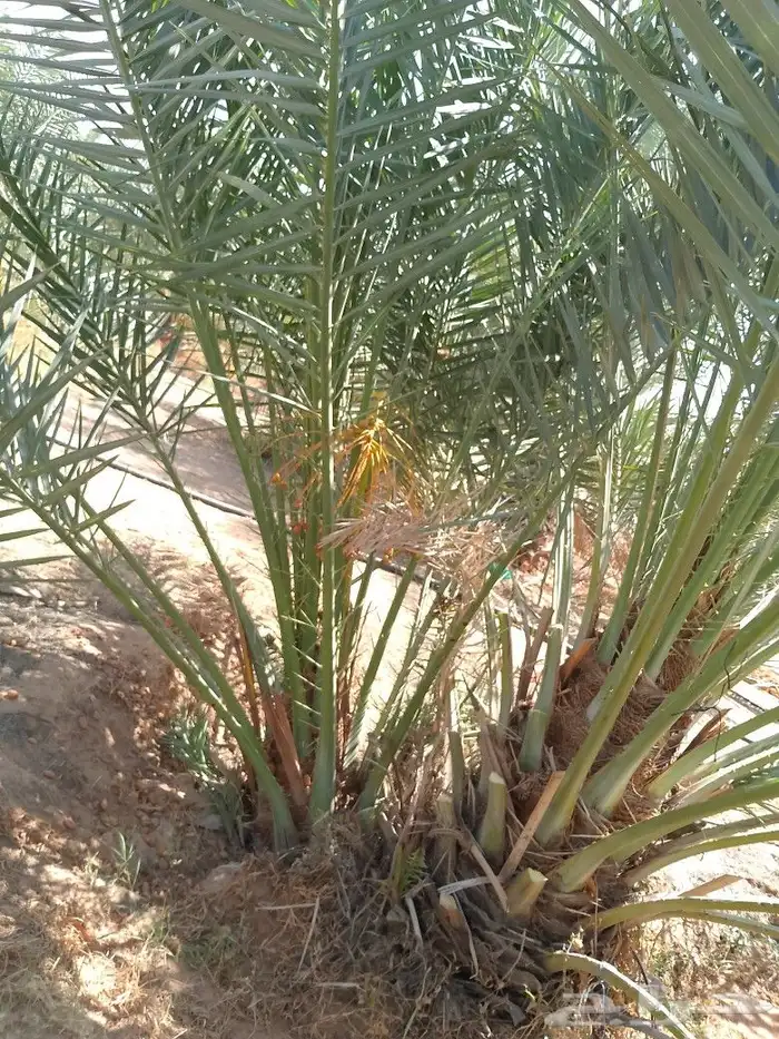 ابو عدنان التوريد جميع انواع انخيل التواصل مع 2