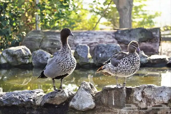 نوادر البط بط الخشب الاسترالي 1