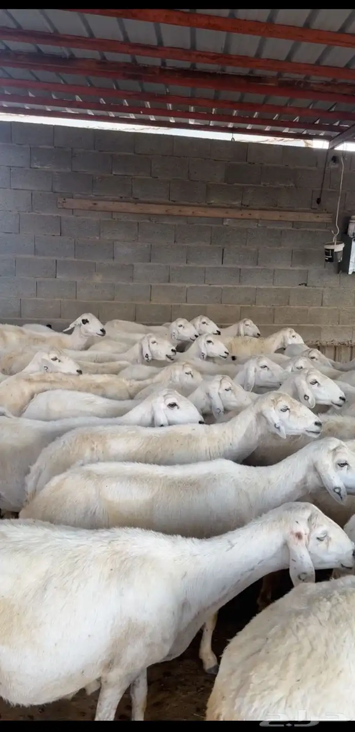 ضان صنف متابيع ودفيع ( تم البيع ) 2