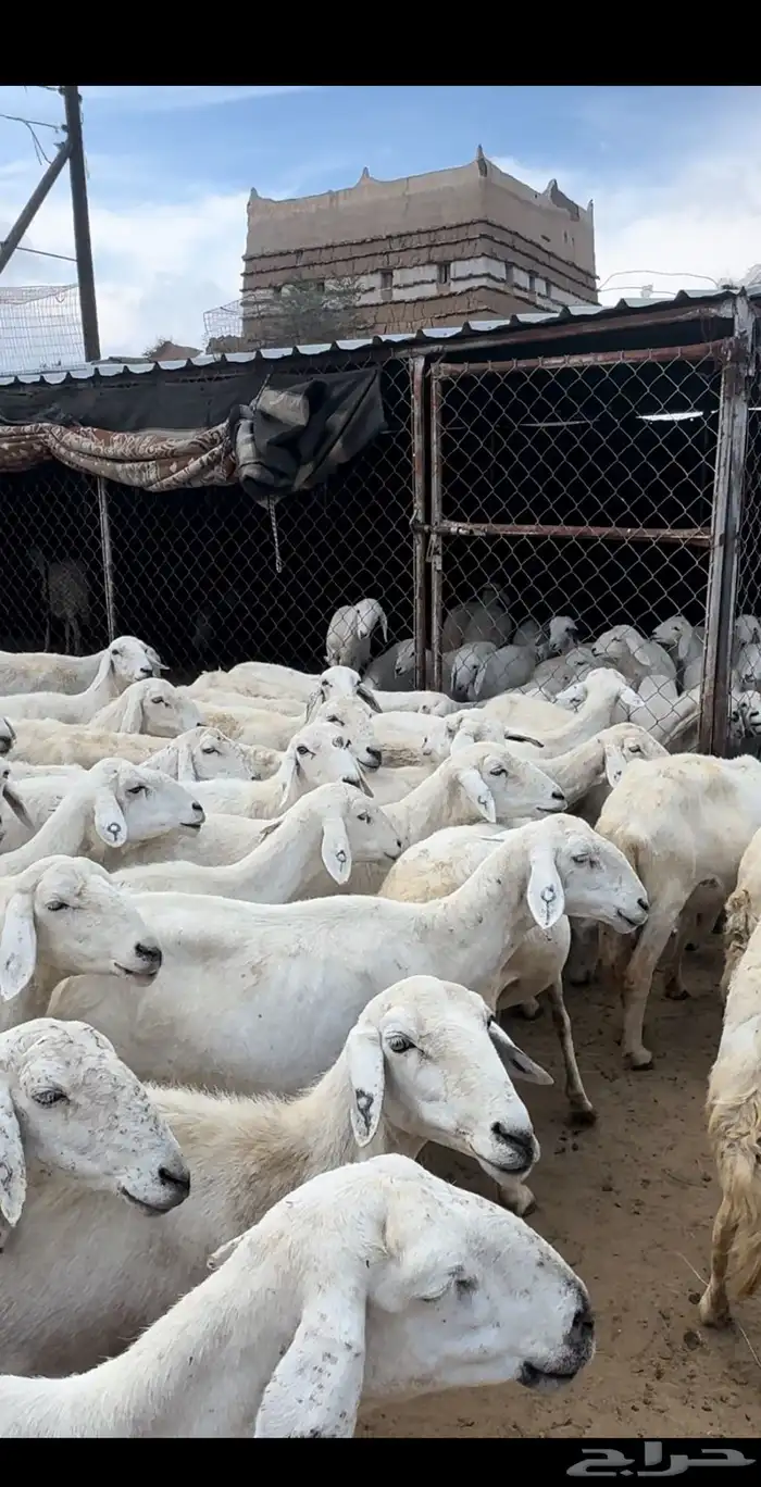 ضان صنف متابيع ودفيع ( تم البيع ) 3