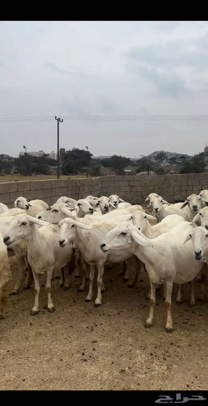 ضان صنف متابيع ودفيع ( تم البيع ) 0