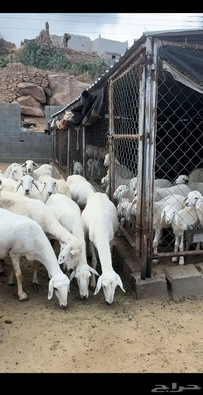 ضان صنف متابيع ودفيع ( تم البيع ) 4