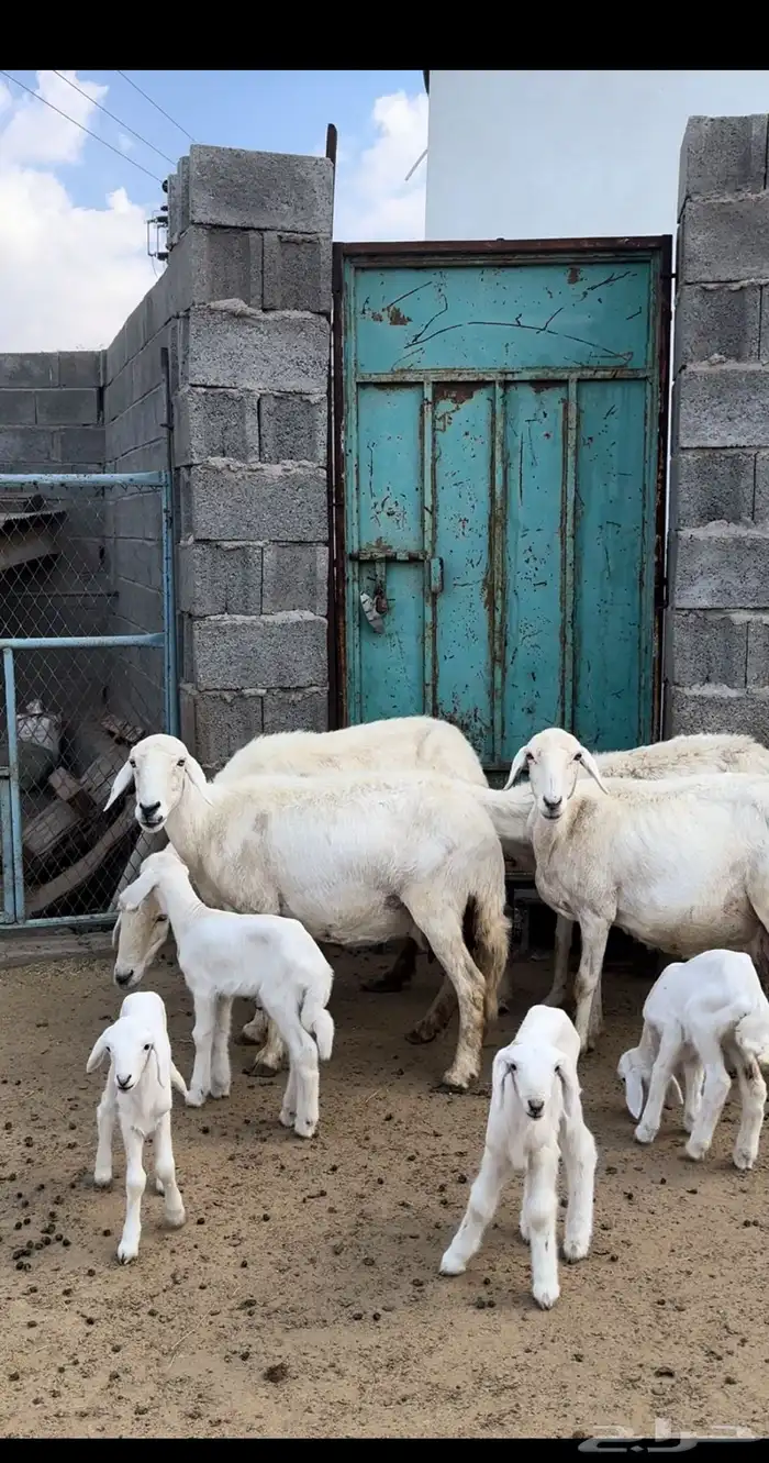 ضان صنف متابيع ودفيع ( تم البيع ) 7