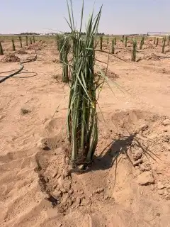 سلام عليكم يوجد لدينا جميع انواع انخيل صقعي ومجدول برحي 0