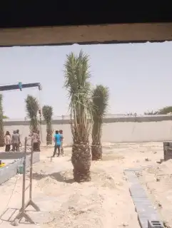 زراعه نخيل 5