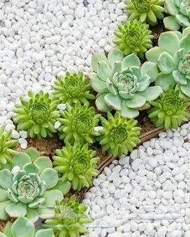 كل ما يخص الحدائق الزراعيه طبيعي وشبكات الري قص نخيل قص واشج 0