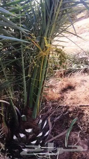 سلام عليكم يوجد لدينا جميع انواع انخيل صقعي ومجدول برحي 2